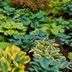 The Best Regions to Grow Hostas Explained