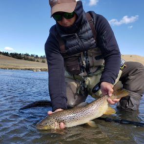 A person kneels in a river, holding a brown trout. The landscape features hills and sparse trees under a clear blue sky.