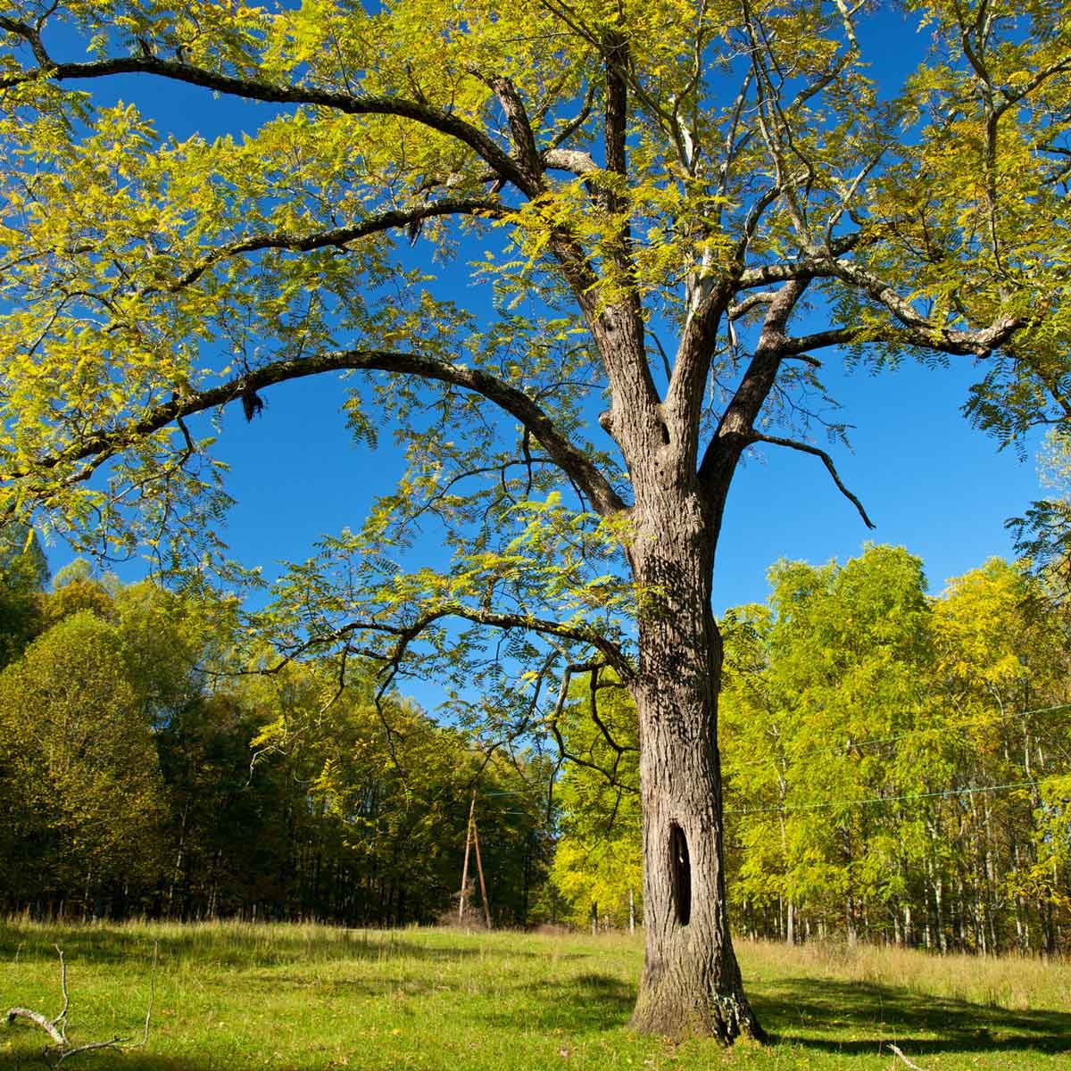 A tall tree stands prominently in a grassy field, its branches extending wide, surrounded by lush green foliage under a clear blue sky.