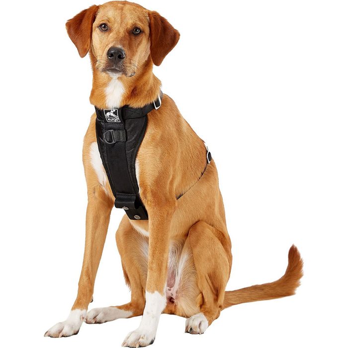 A brown dog wearing a black harness sits calmly, looking directly at the camera, with a neutral background enhancing its focused demeanor.