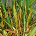 Grass Rust: What Causes It and How to Stop It