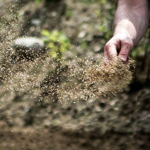 A hand scatters fine particles of soil into the air above a blurred, earthy background, suggesting agricultural activity or gardening in a natural setting.