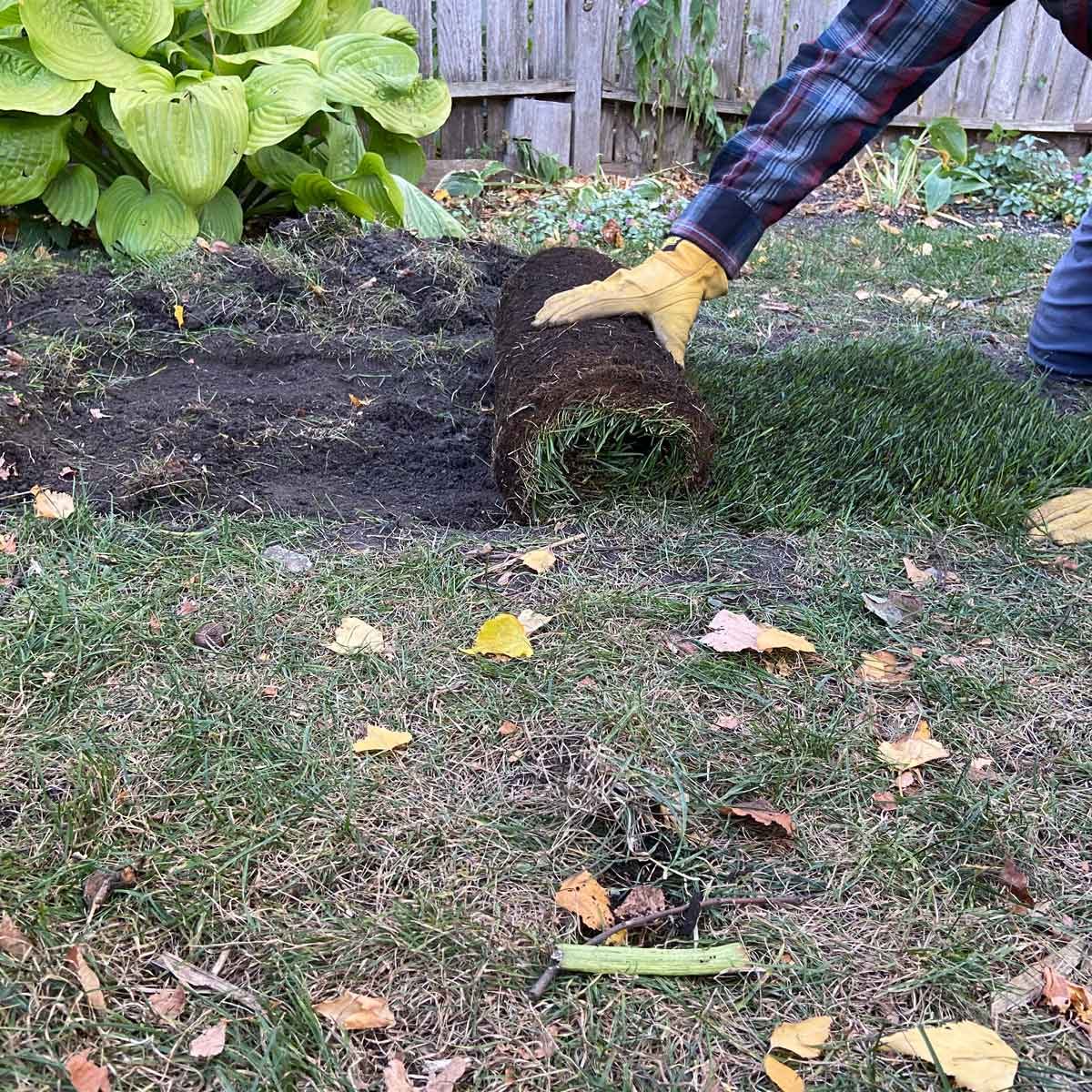 Cover with the sod patch