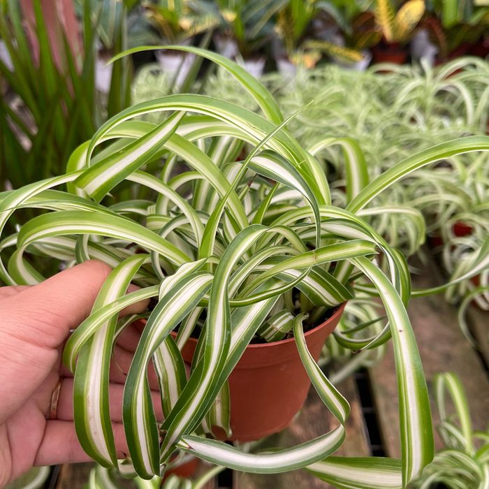 A hand holds a vibrant spider plant with long, green and white striped leaves, surrounded by similar plants in a nursery setting.