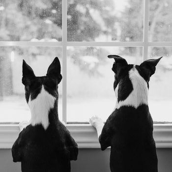 Two dogs gaze out a window, watching snow fall softly on trees, their bodies positioned closely together against the sill.