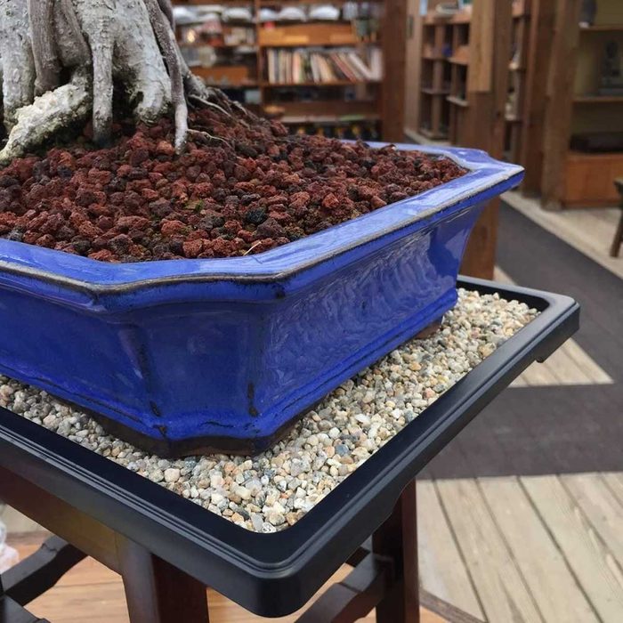 A blue bonsai pot filled with reddish gravel sits atop a black rectangular tray filled with small pebbles, surrounded by wooden shelves and a floor interior.
