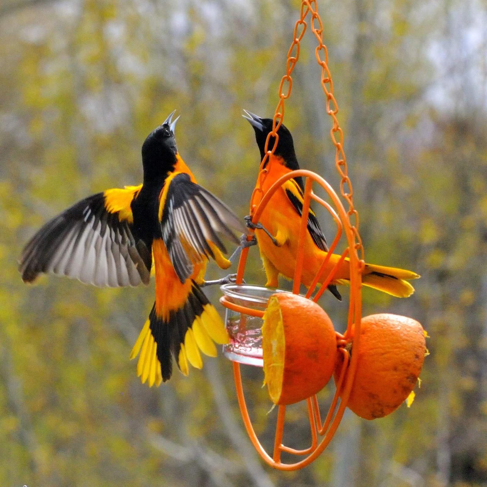 Ferris Wheel Jelly Feeder 249893405 1 Mary Magistro Bnb Bypc2020