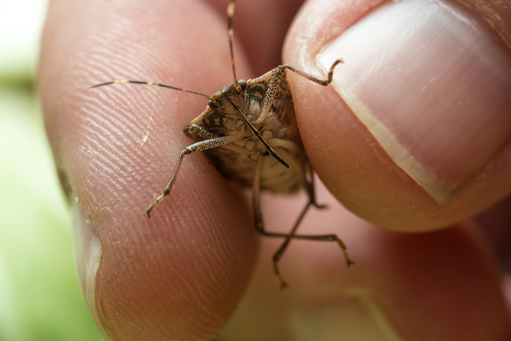 Holding Stink Bug