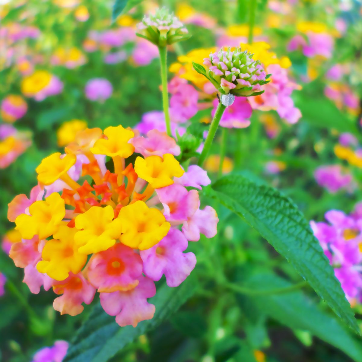 Lantana flowers