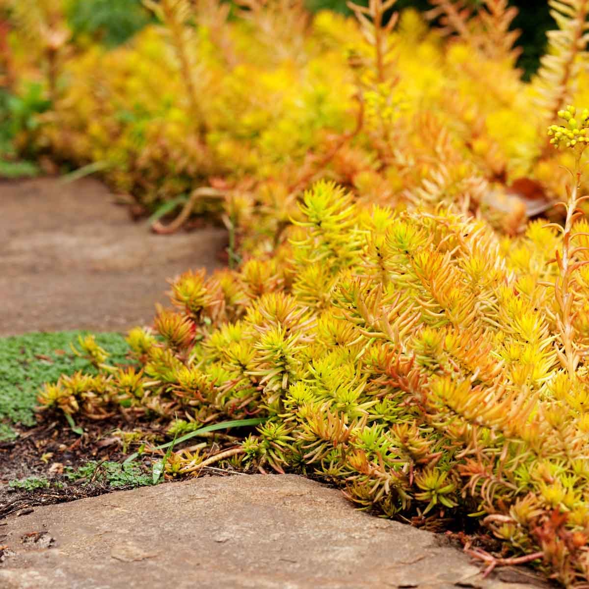 Sedum Reflexum