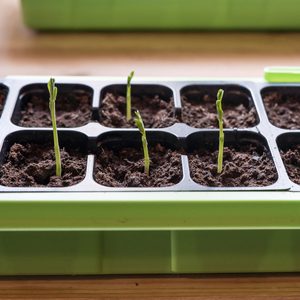 Young green seedlings are emerging from dark soil in a black plastic seed tray, resting on a wooden surface with soft light illuminating the scene.