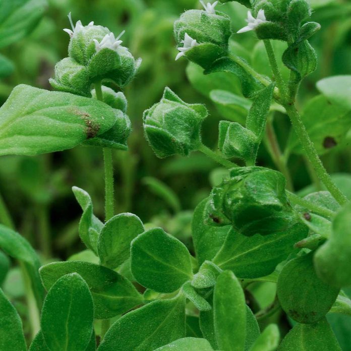 Sweet Marjoram