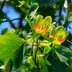 Plant and Grow Tulip Trees: A Guide