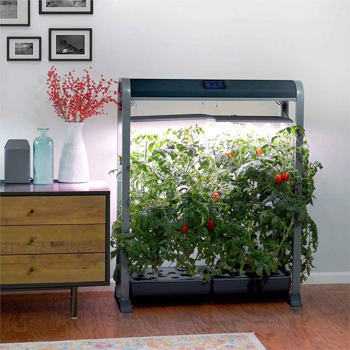 A vertical indoor gardening system illuminates growing tomatoes, surrounded by a decorative vase, a decorative box, and framed pictures on a nearby wall.