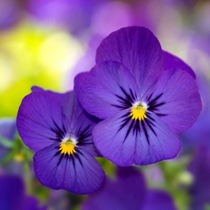 Two purple pansy flowers bloom, displaying vibrant petals and a vivid yellow center, set against a softly blurred, colorful background.