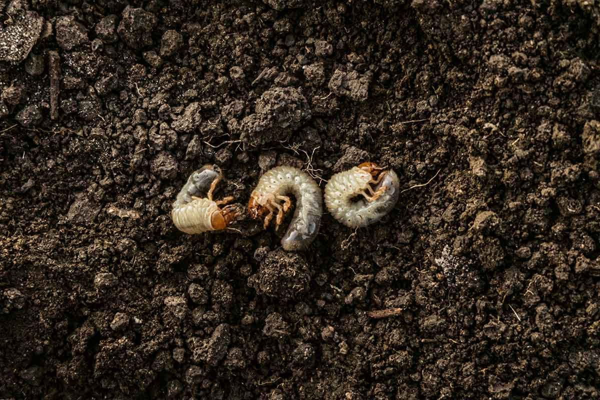 What are Grubs and How Do I Get Rid of Them?