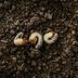 What are Grubs and How Do I Get Rid of Them?