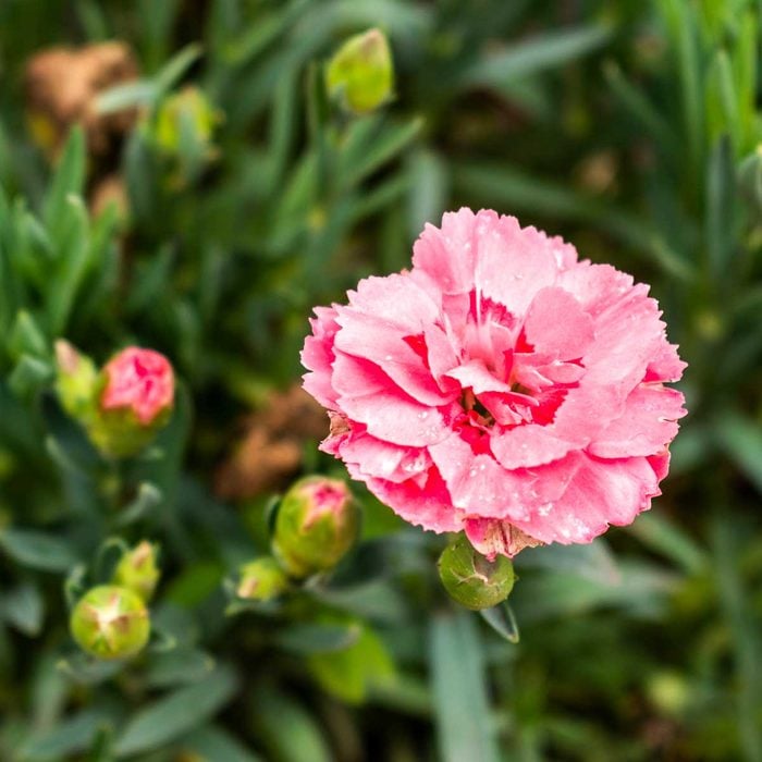 A pink carnation flower blooms prominently among buds, with green foliage in the background, creating a vibrant garden scene.