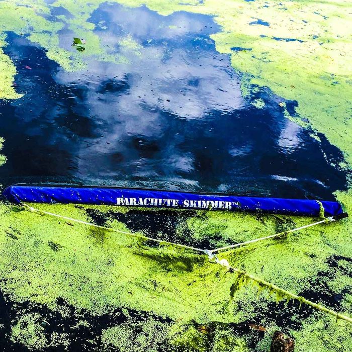 A blue skimmer floats on a green algae-covered water surface, partially submerged, with reflections of clouds visible in the dark water.
