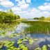 Guide To Common Lake and Pond Weeds