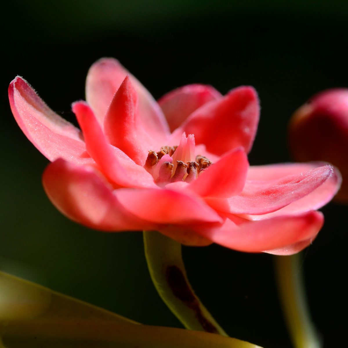 Chinese Anise Flower Gettyimages 1282530611