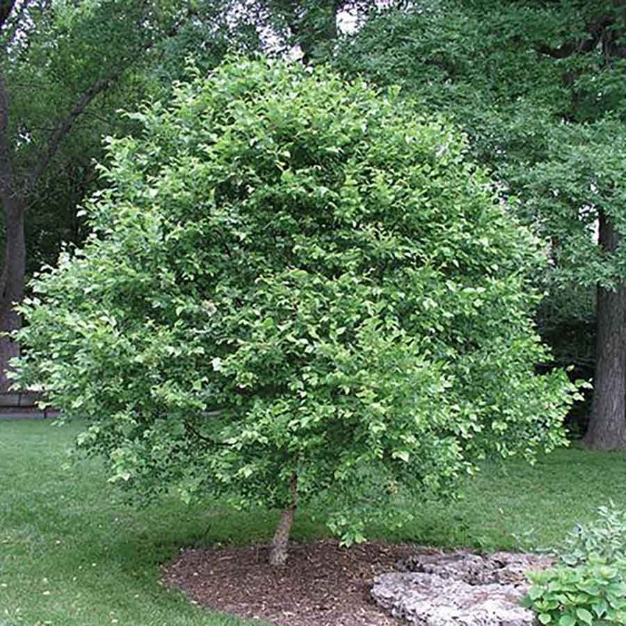 Dwarf Tree Rest 1 6 16970