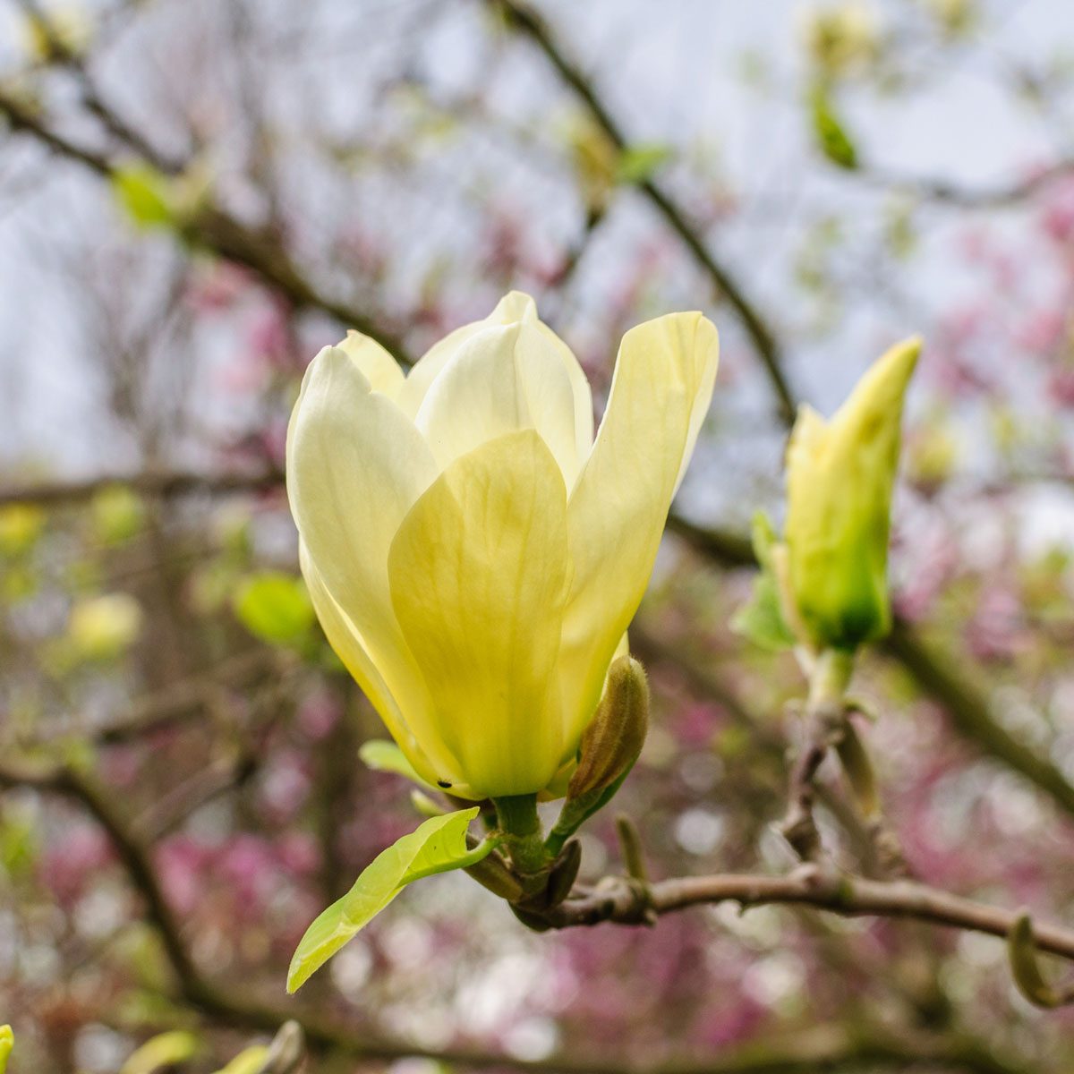 Magnolia Butterflies Gettyimages 925530126