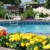 10 Best Pool Privacy Plants to Perfect Your Outdoor Oasis