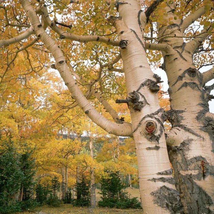 Quaking Aspen