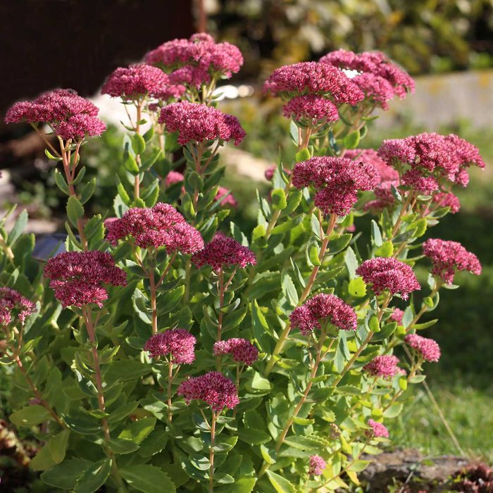 Sedum