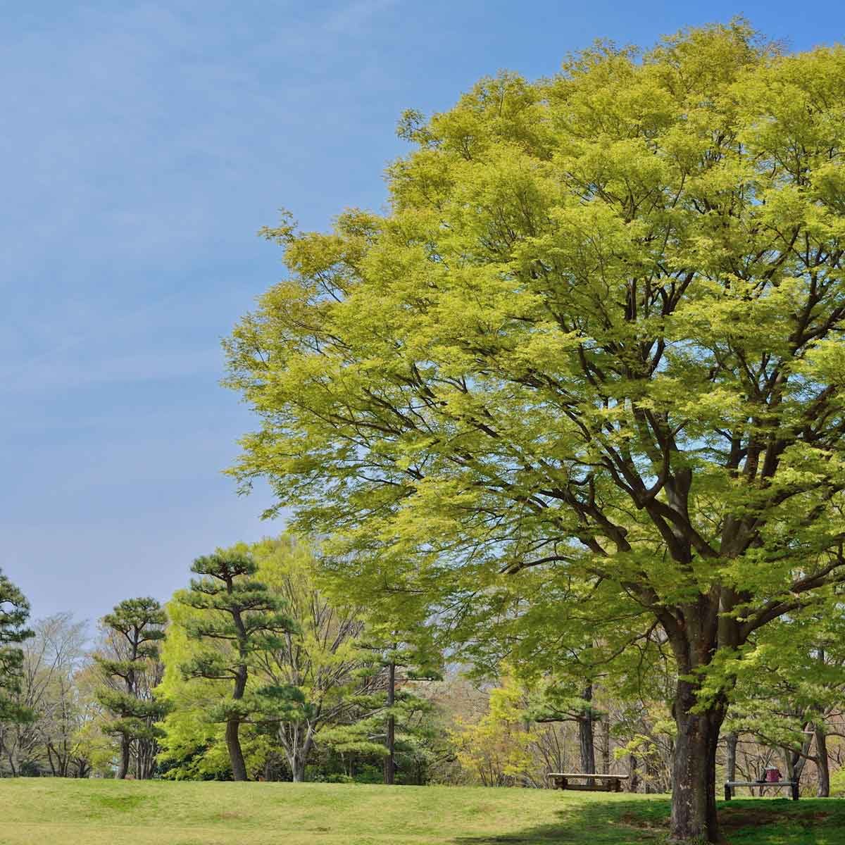 Japanese Zelkova Gettyimages 502351445