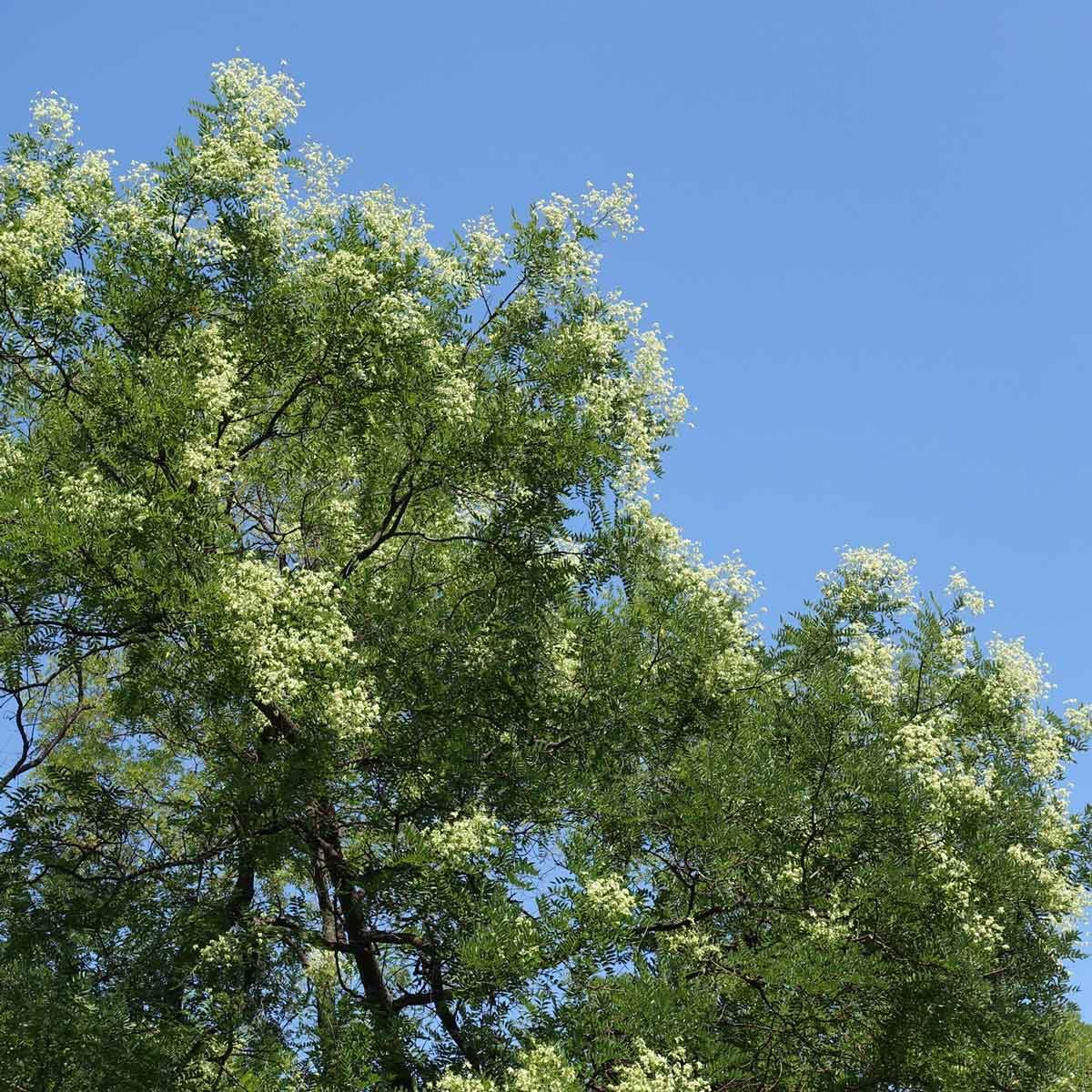 Sophora Japonica Gettyimages 1298881980
