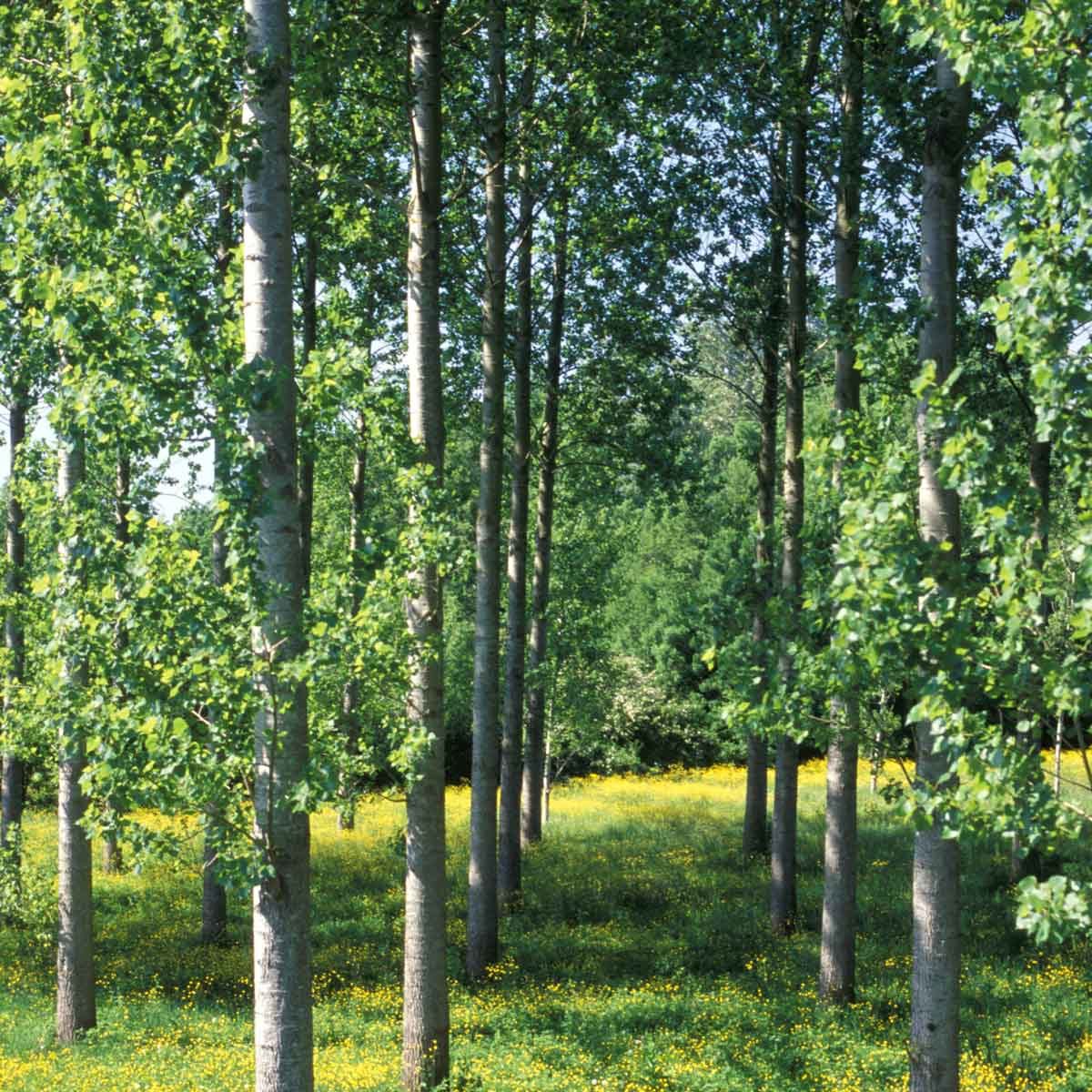 Black Alder Alnus Glutinosa Gettyimages 135608827