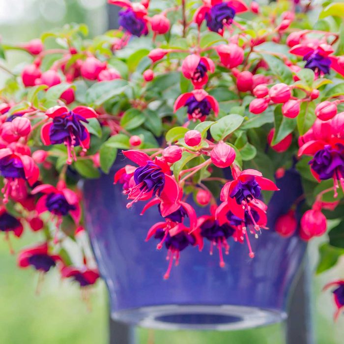 A vibrant hanging planter overflows with pink and purple fuchsia flowers, showcasing lush green leaves in a bright, blurred outdoor setting.