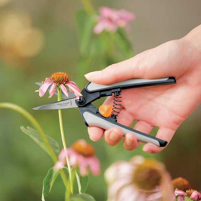 A hand holds pruning shears, cutting a flower stem in a garden, while other flowers in soft focus surround the scene.