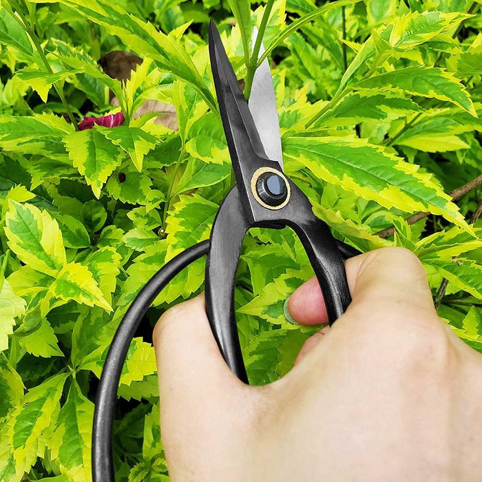 A hand holds black garden shears, cutting through vibrant green leaves amidst dense foliage. The setting appears lush and well-maintained.