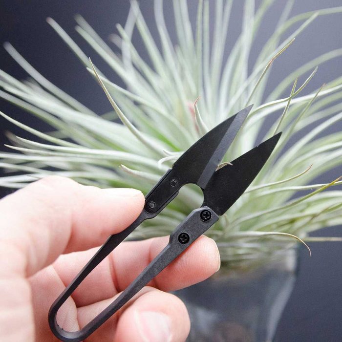 A hand holds black scissors, trimming the tips of green plant leaves against a dark background. The scissors appear designed for precise gardening tasks.