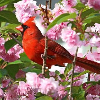 A vibrant red bird perches among delicate pink cherry blossoms, surrounded by lush green leaves, creating a colorful and serene spring scene.