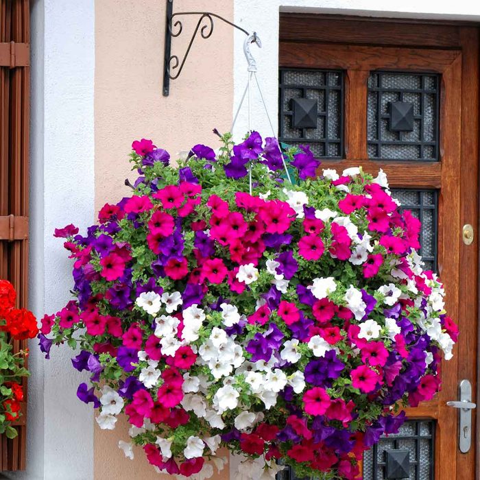 A vibrant hanging basket of pink, purple, and white flowers adorns a wall near a wooden door with decorative accents.