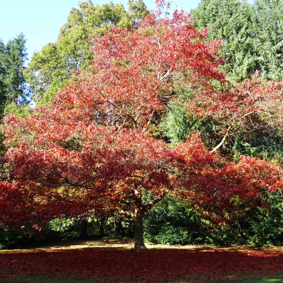 Red Oak Gettyimages 523541639