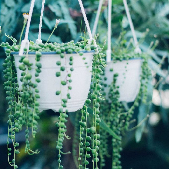 Hanging planters filled with cascading green vines are suspended against a lush, leafy background, creating a vibrant, tranquil indoor atmosphere.