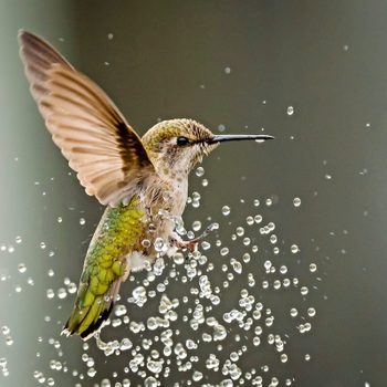 A hummingbird hovers in mid-air, flapping its wings, while droplets of water scatter around it in a blurred, soft background.