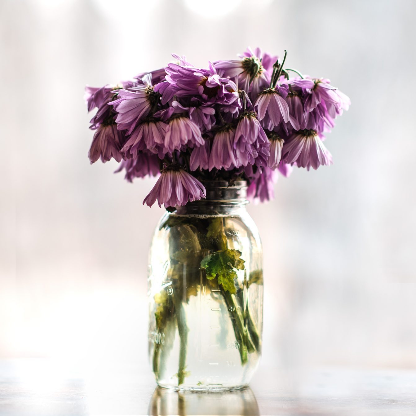 Wilting purple daisies in mason jar
