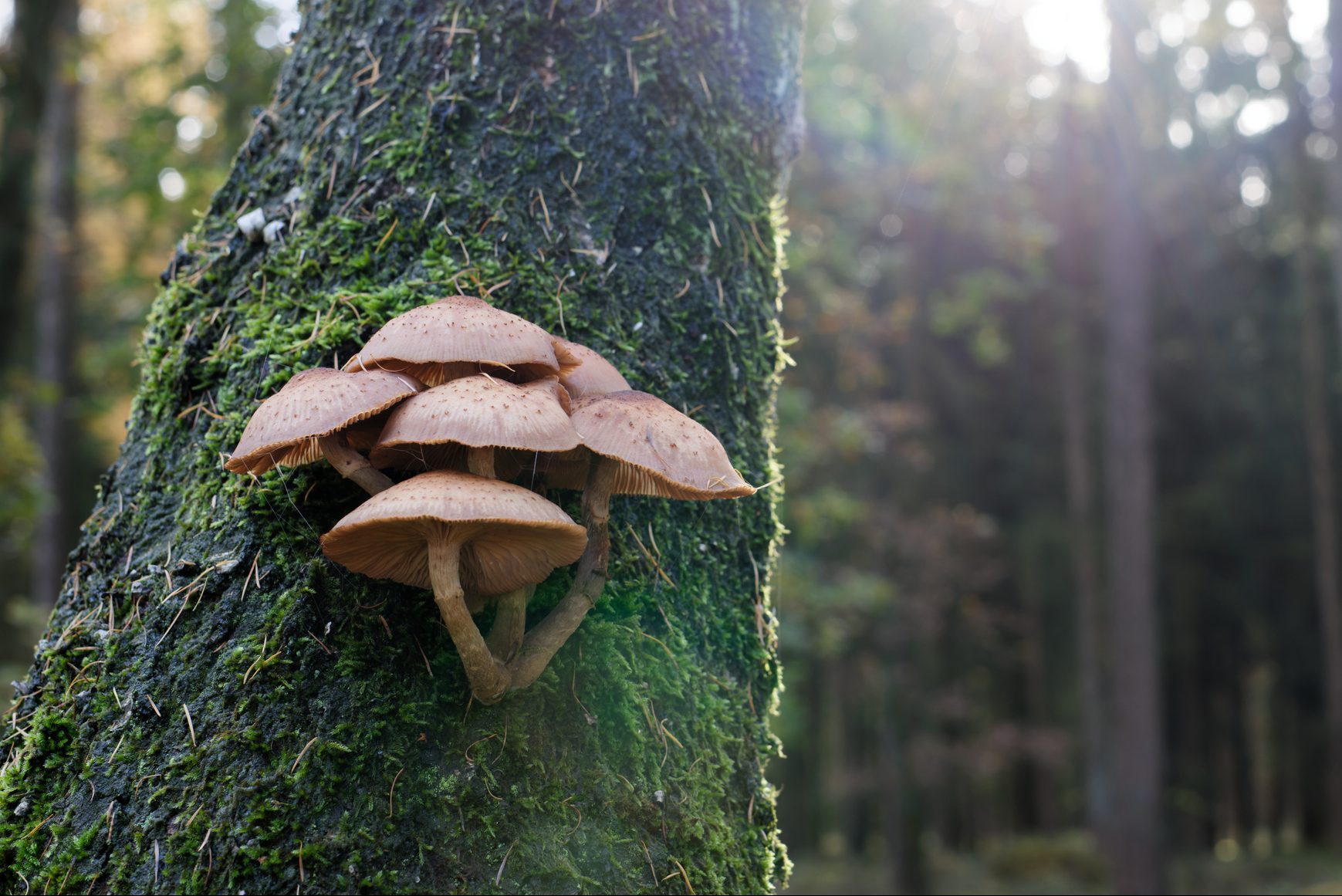 Close-up of mushrooms growing on tree trunk in forest