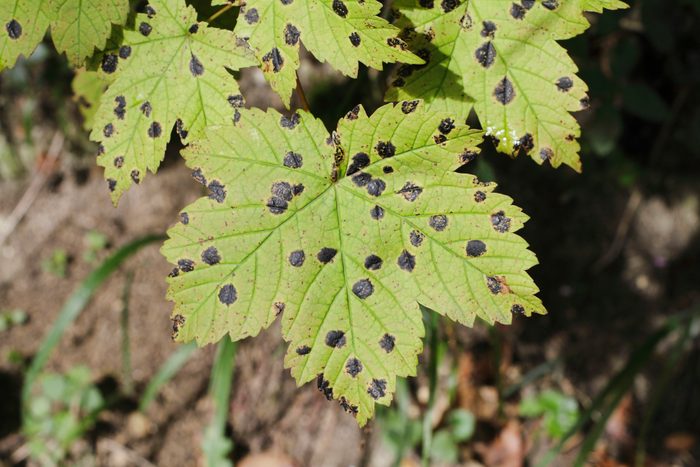 black lesions on maple tree leaves