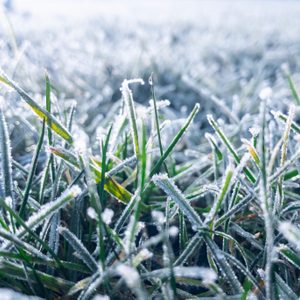 Frost-covered grass blades glisten in the light, creating a sparkling effect on a cold, wintry morning. The background is blurred and serene.