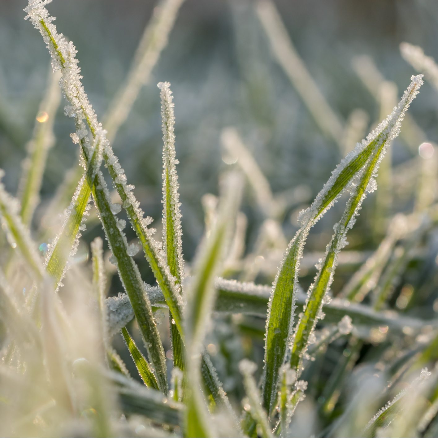 Ice crystals on blades of grass in the morning sun