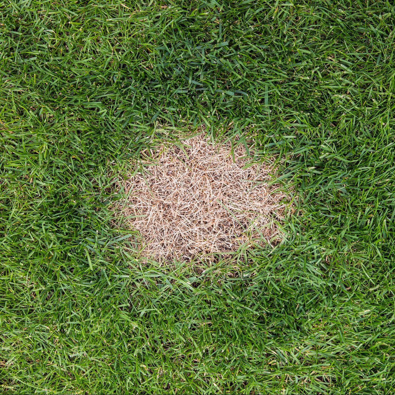 A brown spot of dead grass on a green grass lawn caused by excessive nitrogen in dog urine