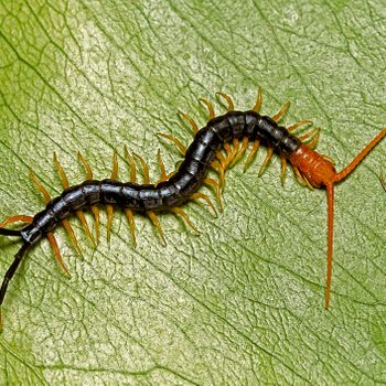 A centipede crawls across a textured green leaf, showcasing its elongated body with dark segments and orange legs, in a natural setting.