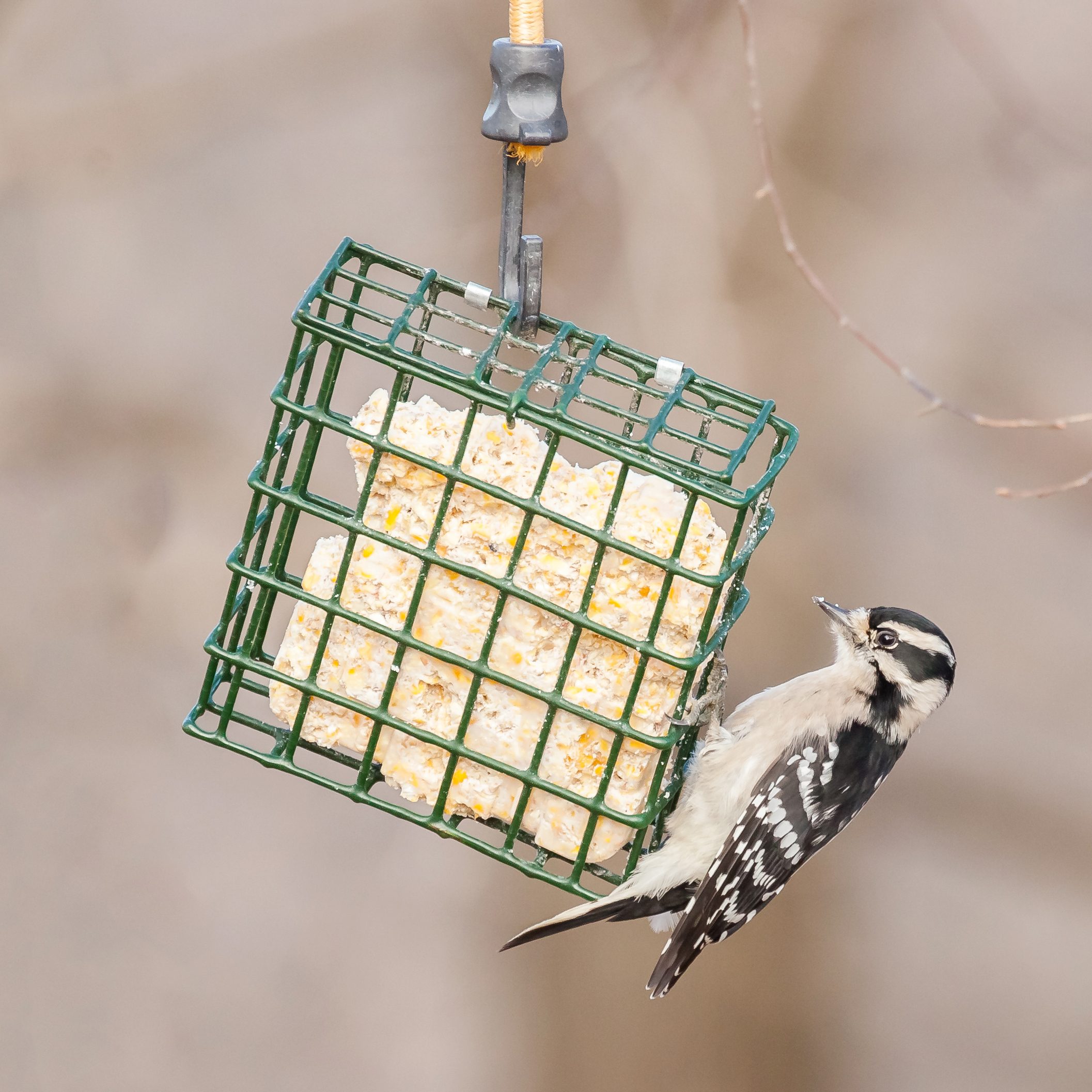 What to Know About Suet Feeders